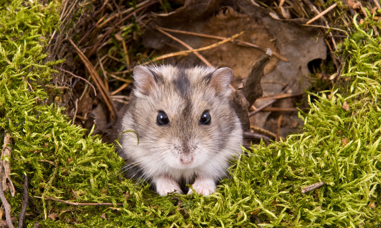 Coniglio nano Corda di trazione Cavia Cincillà Forniture calde